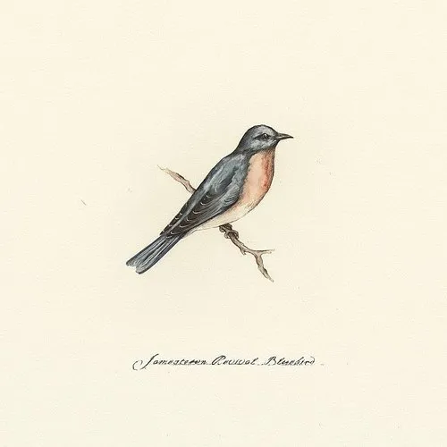 Jamestown Revival - Bluebird